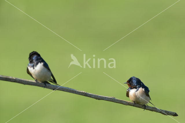 Barn Swallow (Hirundo rustica)