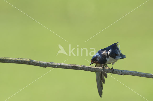 Boerenzwaluw (Hirundo rustica)