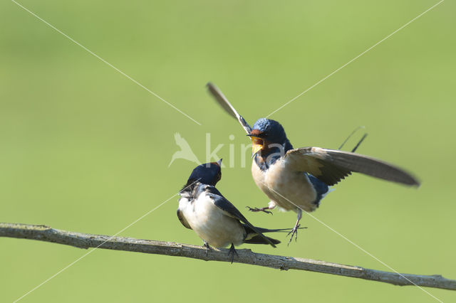 Barn Swallow (Hirundo rustica)