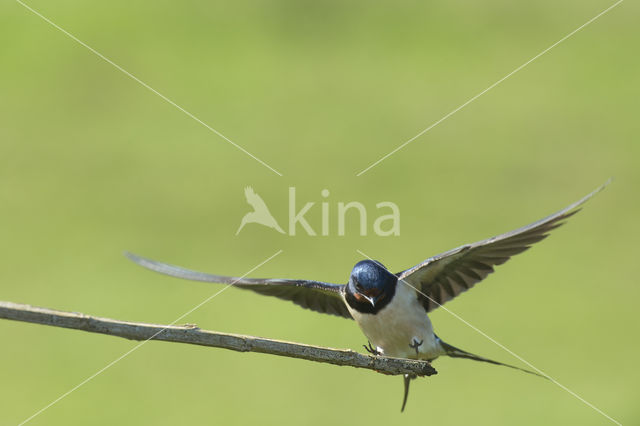 Boerenzwaluw (Hirundo rustica)