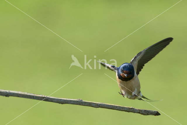 Boerenzwaluw (Hirundo rustica)