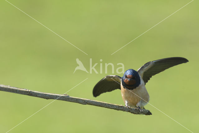 Boerenzwaluw (Hirundo rustica)