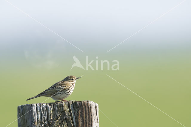 Meadow Pipit (Anthus pratensis)