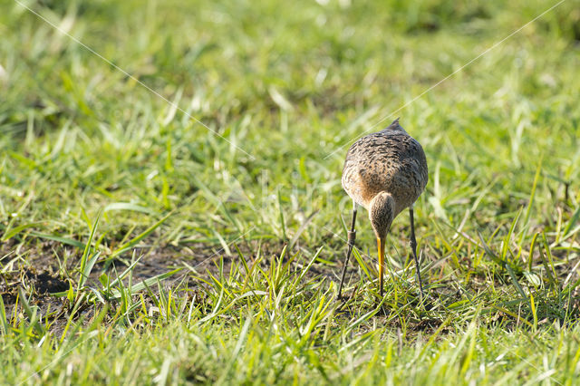 Grutto (Limosa limosa)