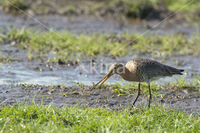 Grutto (Limosa limosa)