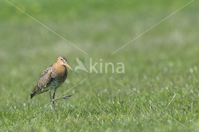 Grutto (Limosa limosa)