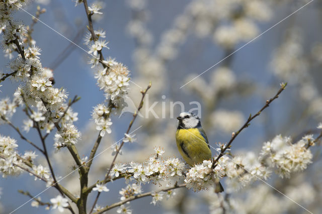 Pimpelmees (Parus caeruleus)