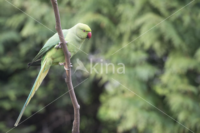 Halsbandparkiet (Psittacula krameri)