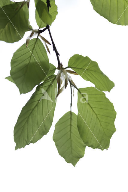 Beech (Fagus sylvatica)