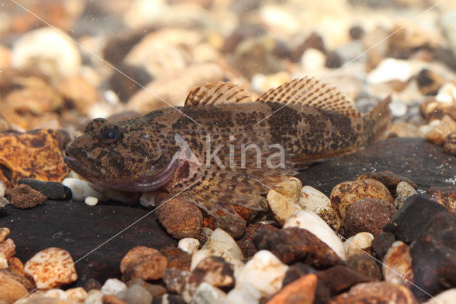 Scheldt sculpin (Cottus perifretum)