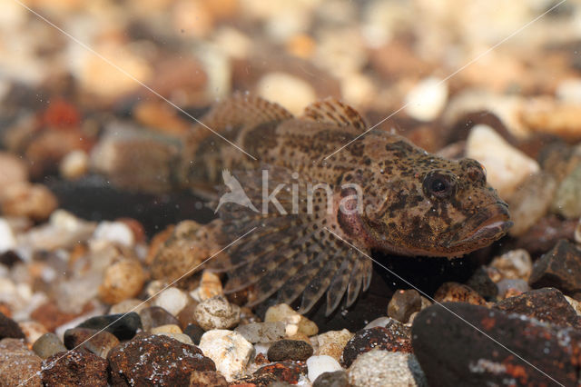 Rivierdonderpad (Cottus perifretum)