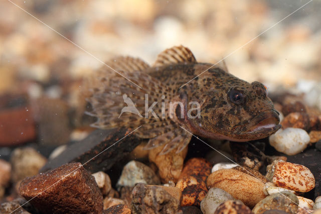 Scheldt sculpin (Cottus perifretum)