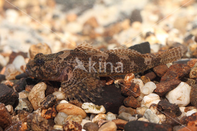 Scheldt sculpin (Cottus perifretum)