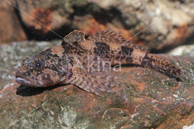 Rivierdonderpad (Cottus perifretum)