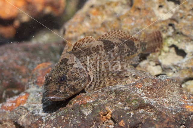 Scheldt sculpin (Cottus perifretum)