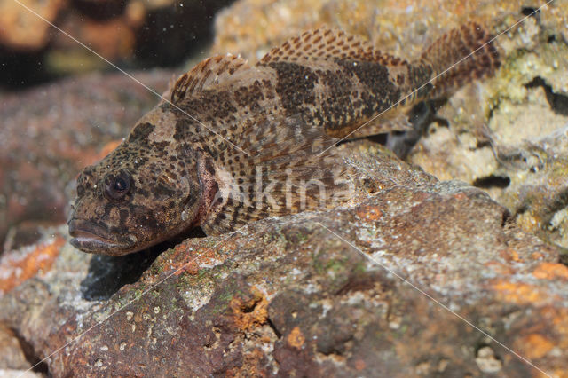 Rivierdonderpad (Cottus perifretum)