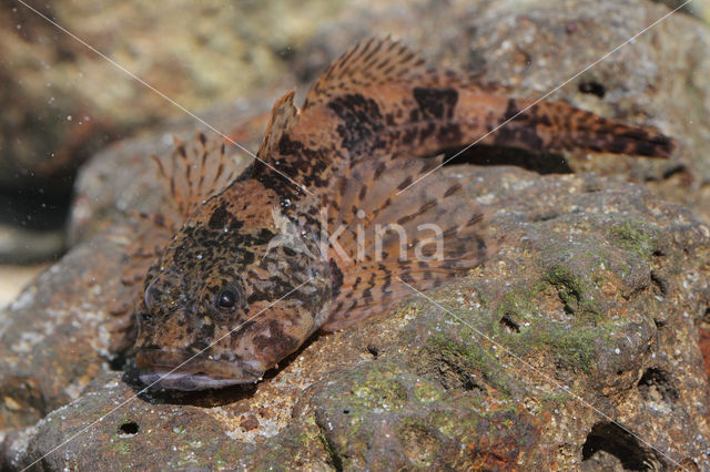 Rivierdonderpad (Cottus perifretum)