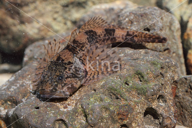 Rivierdonderpad (Cottus perifretum)