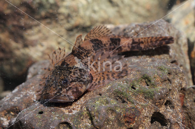 Rivierdonderpad (Cottus perifretum)