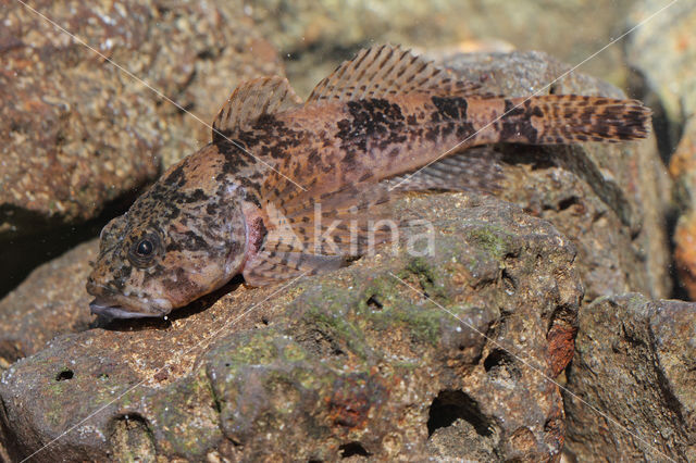 Rivierdonderpad (Cottus perifretum)