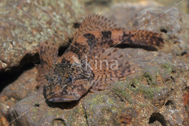 Rivierdonderpad (Cottus perifretum)