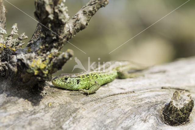 Zandhagedis (Lacerta agilis)