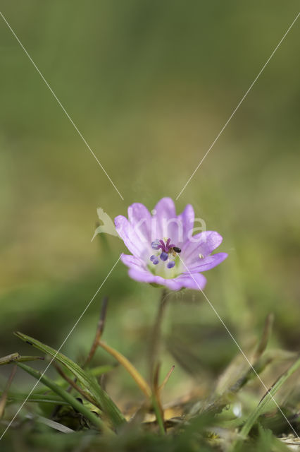 Manescau Stork's-bill (Erodium manescavii)