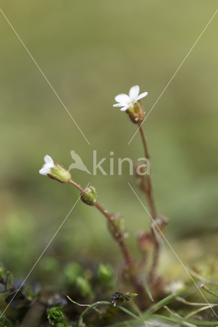 Kandelaartje (Saxifraga tridactylites)