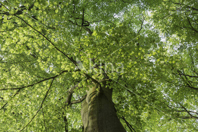 Beech (Fagus sylvatica)