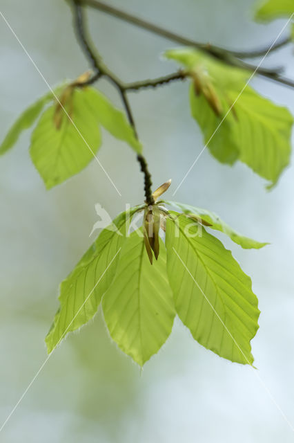 Beuk (Fagus sylvatica)