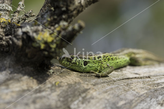 Zandhagedis (Lacerta agilis)