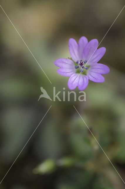 Manescau Stork's-bill (Erodium manescavii)