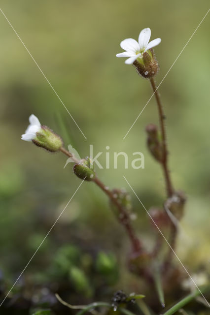 Rue-leaved Saxifrage (Saxifraga tridactylites)