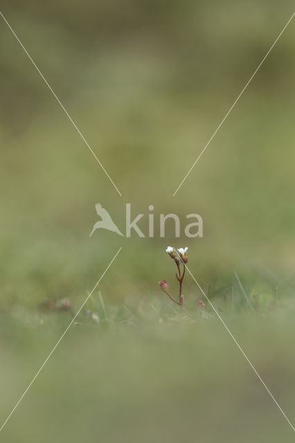 Rue-leaved Saxifrage (Saxifraga tridactylites)