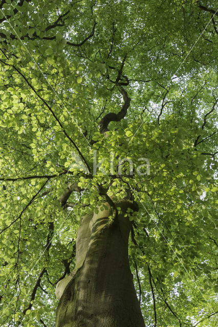 Beech (Fagus sylvatica)