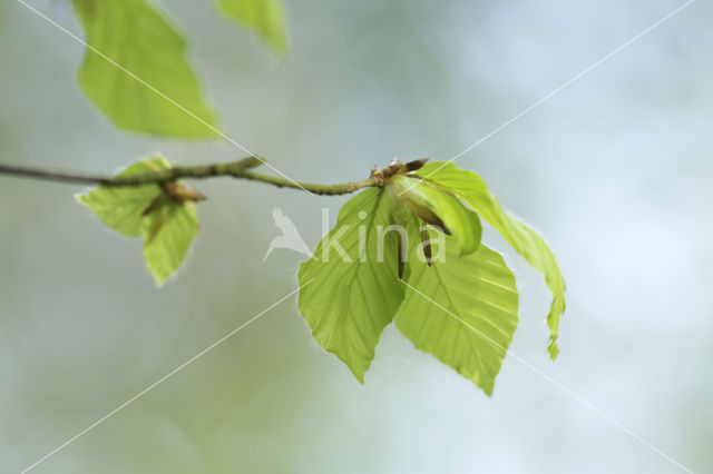 Beuk (Fagus sylvatica)