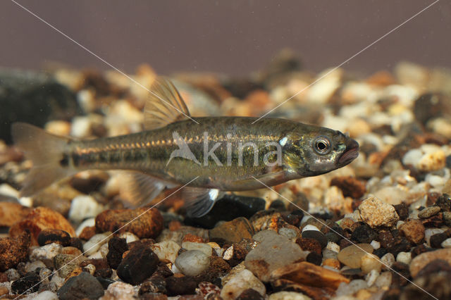 Minnow (Phoxinus phoxinus)