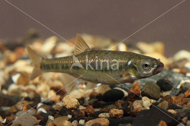 Minnow (Phoxinus phoxinus)