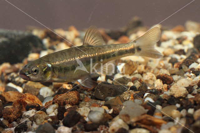 Minnow (Phoxinus phoxinus)