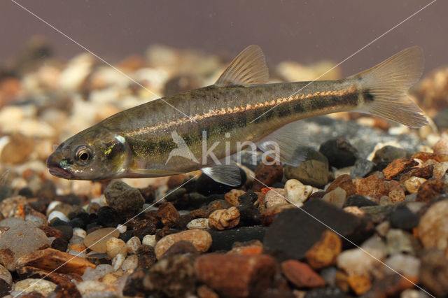 Minnow (Phoxinus phoxinus)