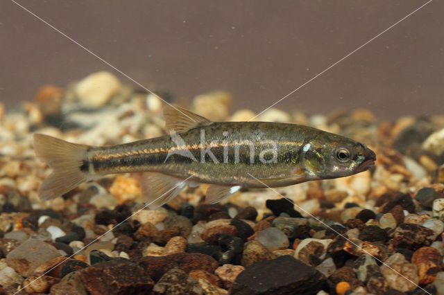 Minnow (Phoxinus phoxinus)