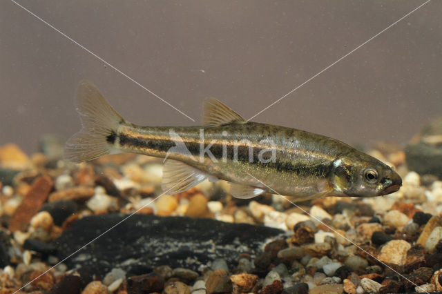 Minnow (Phoxinus phoxinus)