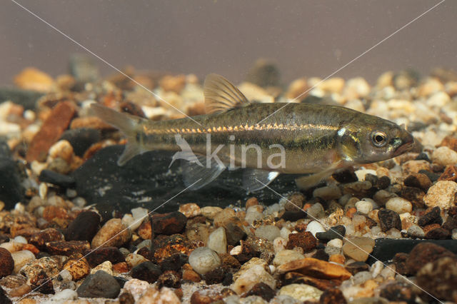 Minnow (Phoxinus phoxinus)