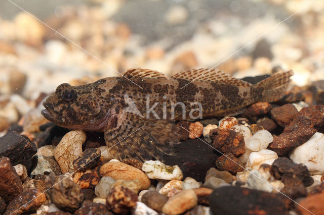 Rivierdonderpad (Cottus perifretum)