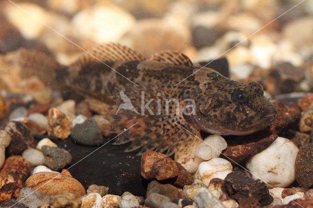 Rivierdonderpad (Cottus perifretum)