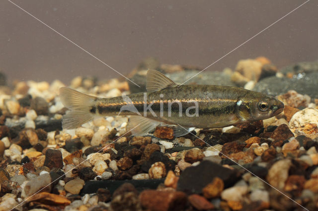 Minnow (Phoxinus phoxinus)