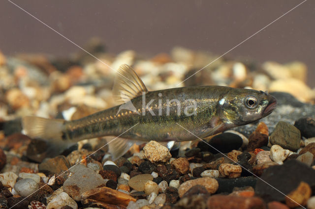 Minnow (Phoxinus phoxinus)