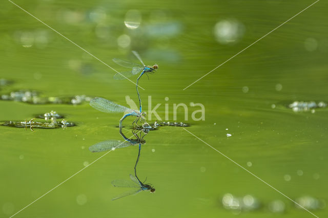 Damselfly (Coenagrion sp.)