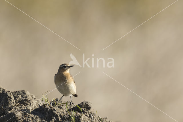 Paapje (Saxicola rubetra)