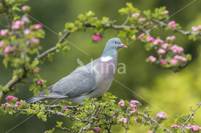 Wood Pigeon